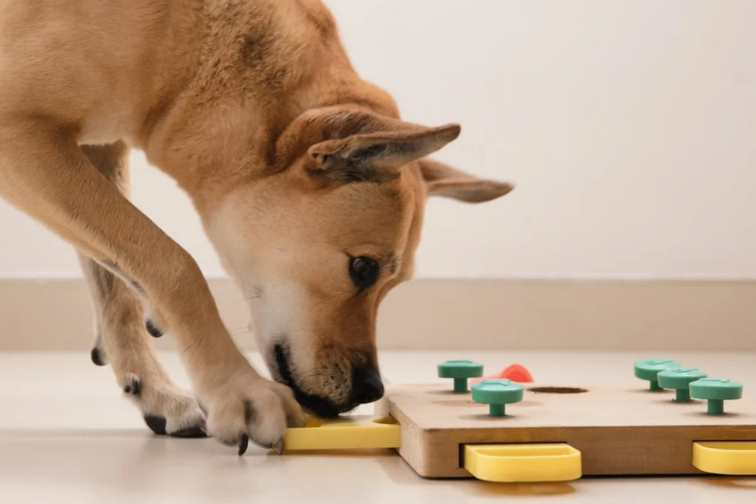 A tan dog uses its nose and paw to interact with a wooden puzzle feeder with yellow sliding pieces and green knobs, searching for treats on a light-colored floor against a plain wall.