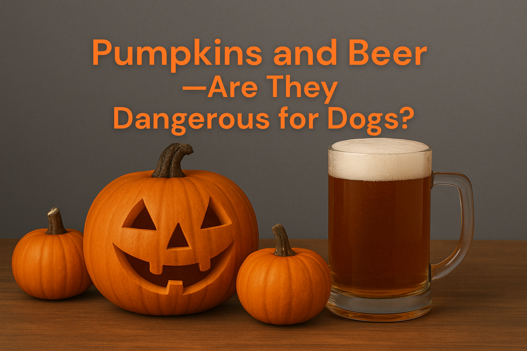 Pumpkins and Beer — Are They Dangerous for Dogs?