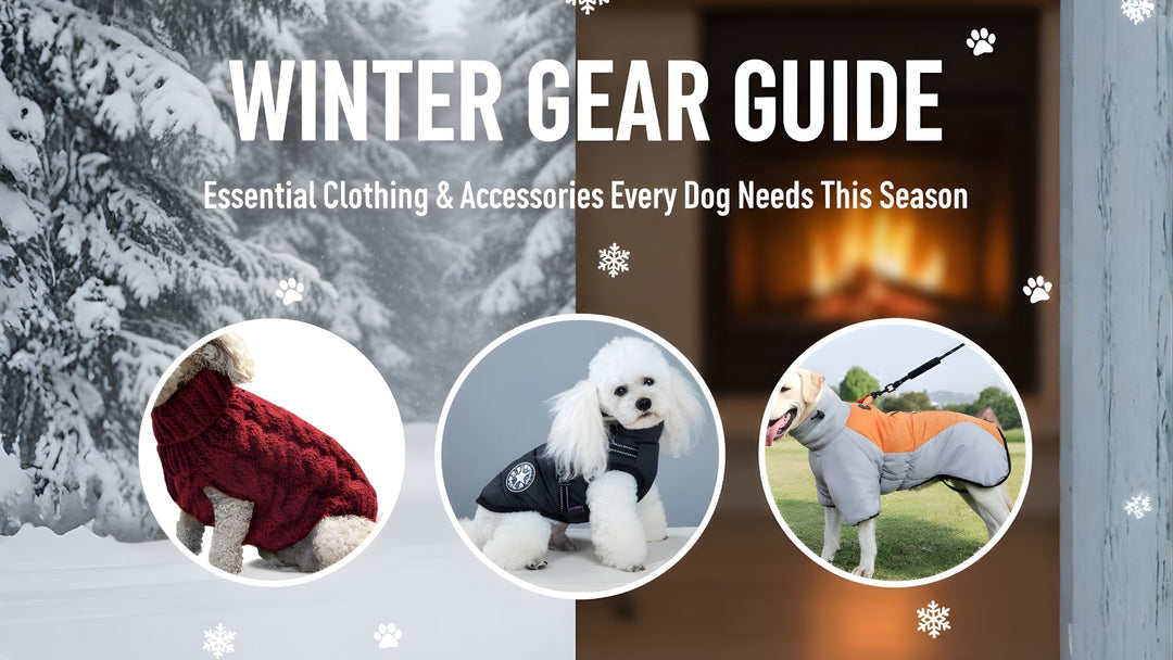 Winter Gear Guide: Essential Clothing & Accessories Every Dog Needs This Season