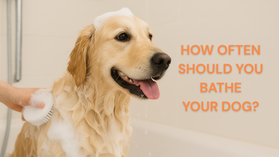 How Often Should You Bathe Your Dog? The Ultimate Bathing Guide