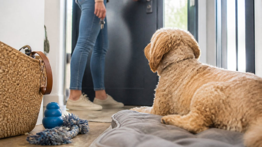 Dog Separation Anxiety Training Exercises for Beginners