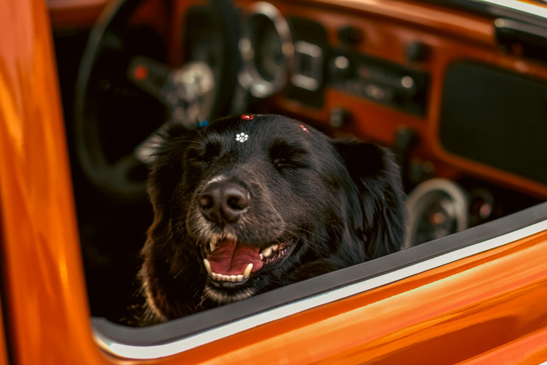 Travel Tails: Stress-Free Tips for Road Trips and Holidays with Your Dog