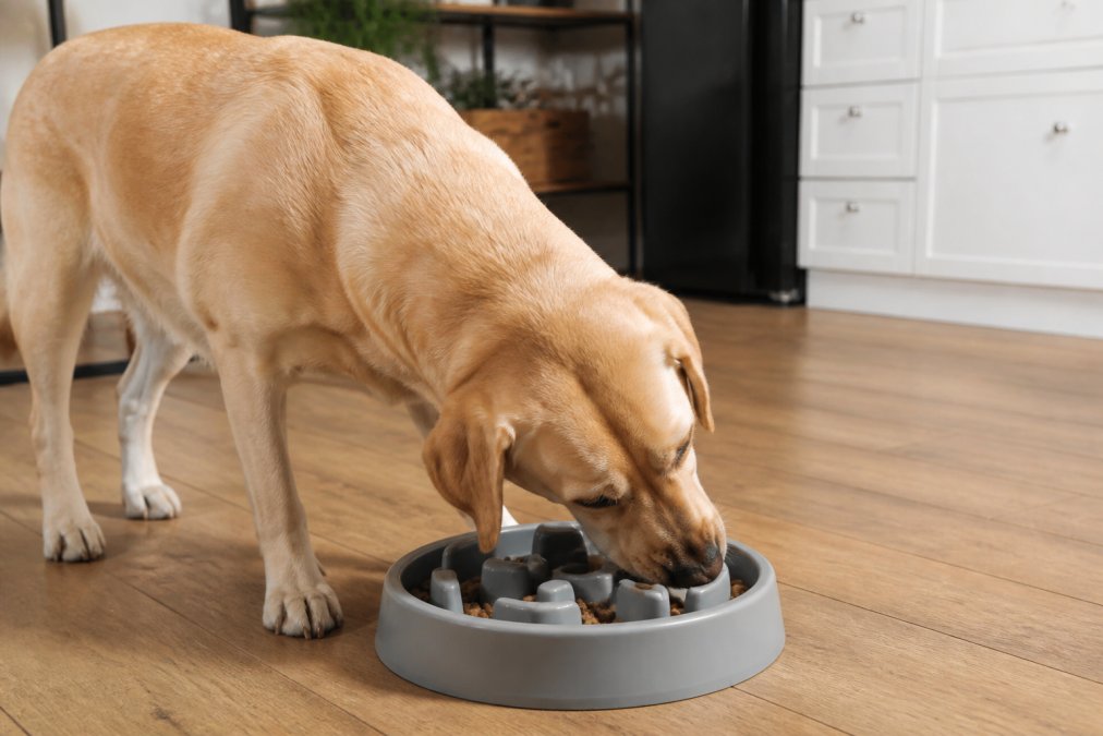 Prevent Bloat in Dogs: Fast Eater Feeding Guide