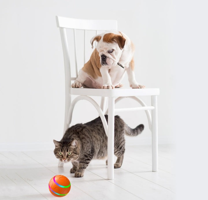Dog on a chair and cat on the floor with a colorful ball in front