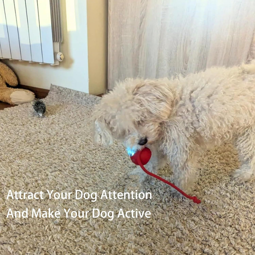 Dog playing with a red toy on a carpeted floor