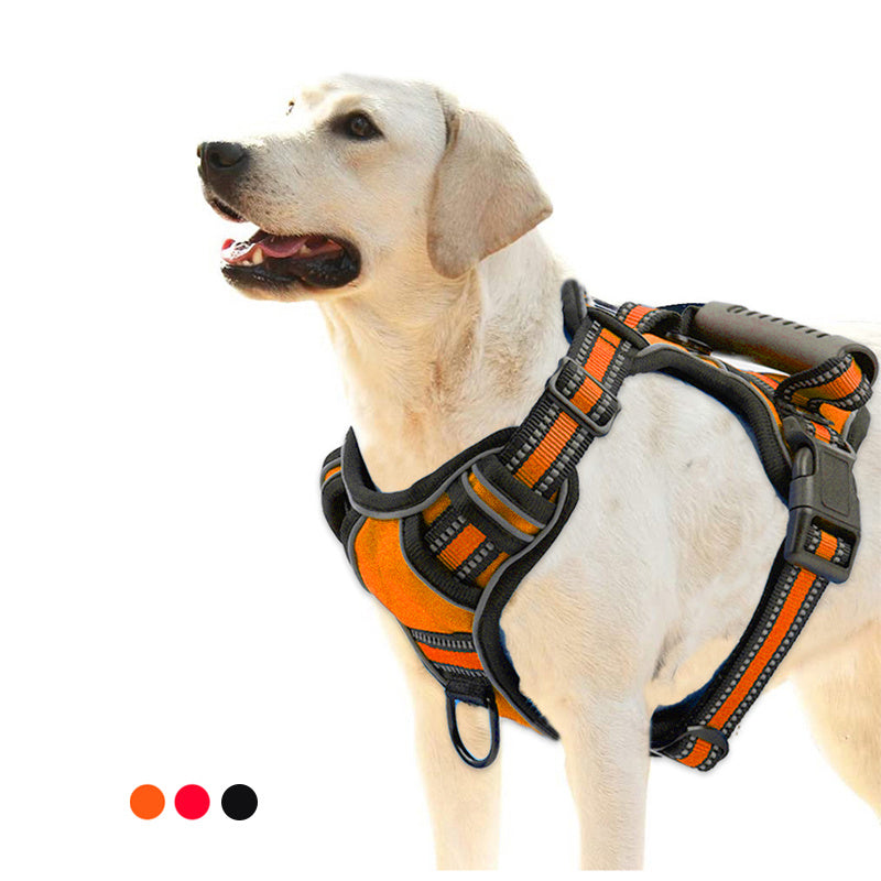 Dog wearing an orange and black harness on a white background
