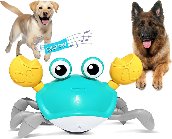 Toy crab with dogs on a white background