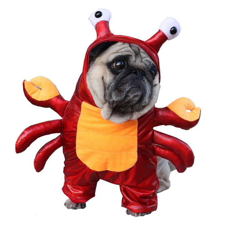 Dog wearing a red crab costume on a white background