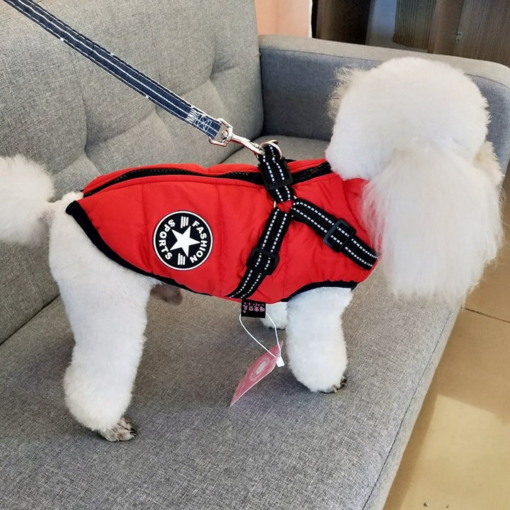Small white dog wearing a red jacket with a logo on a gray couch