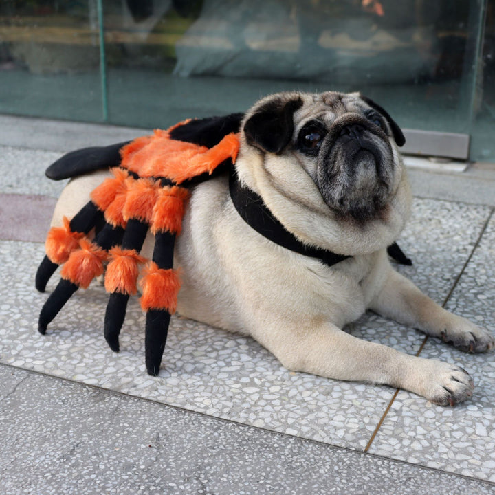 Pug dog wearing a spider costume on a tiled floor.