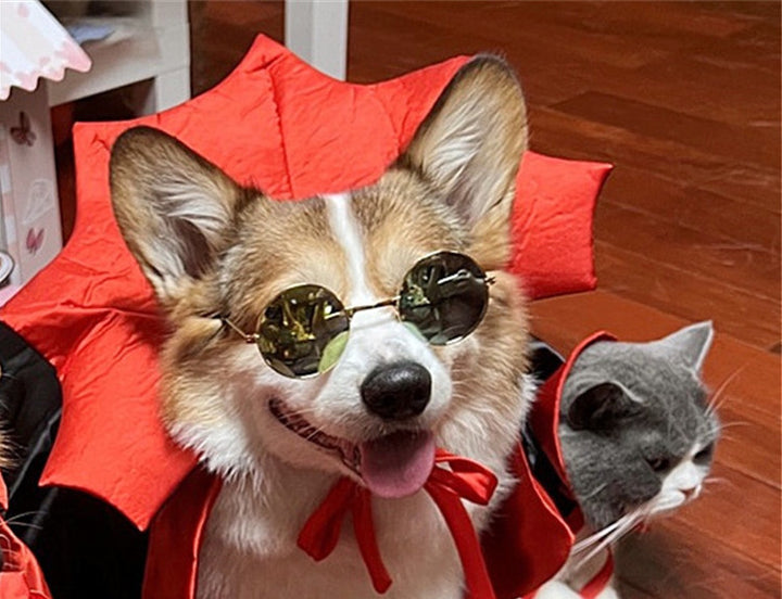 Dog wearing a red cape and sunglasses with a cat in the background