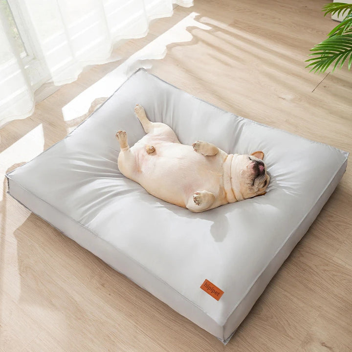 Dog lying on a large pet bed in a bright room with a plant in the corner.