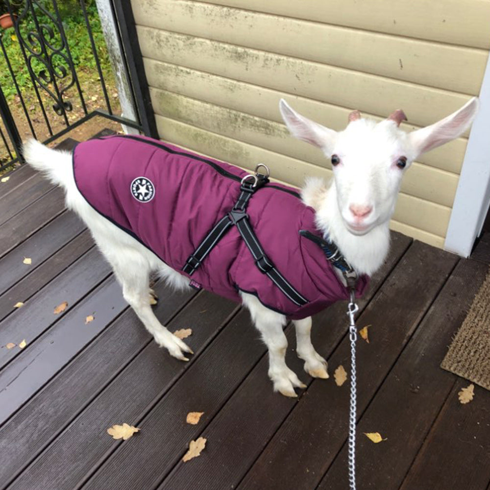Goat wearing a purple jacket on a wooden deck