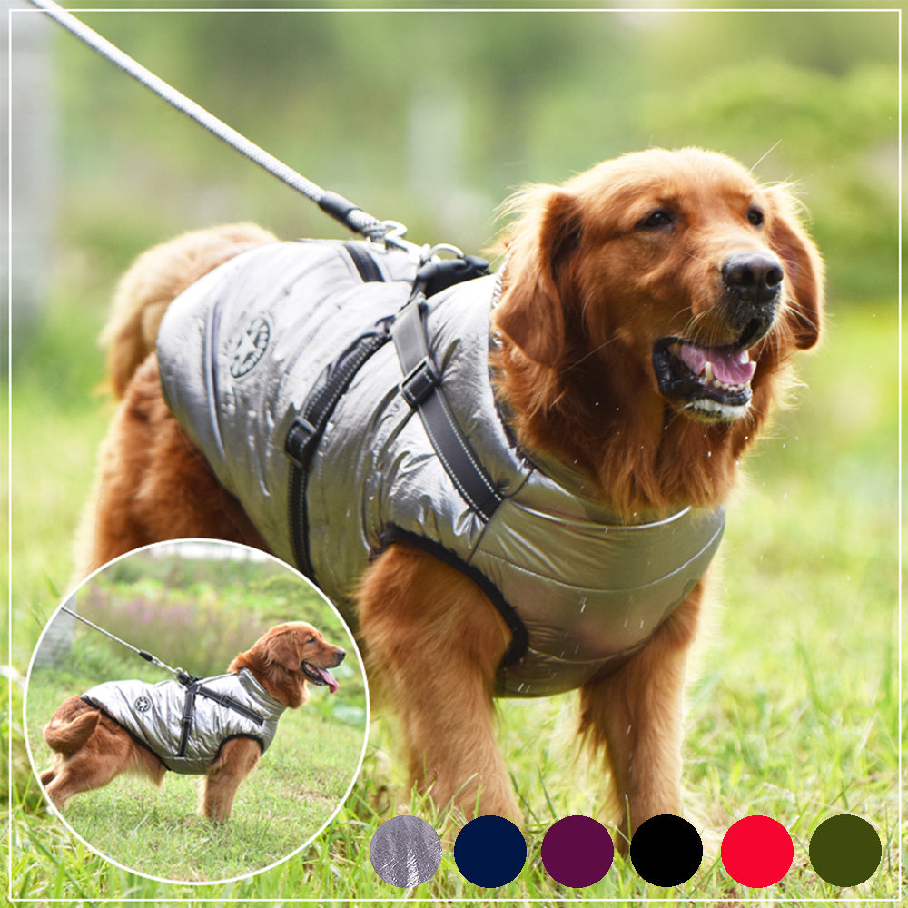 Dog wearing a gray jacket outdoors with color swatches below
