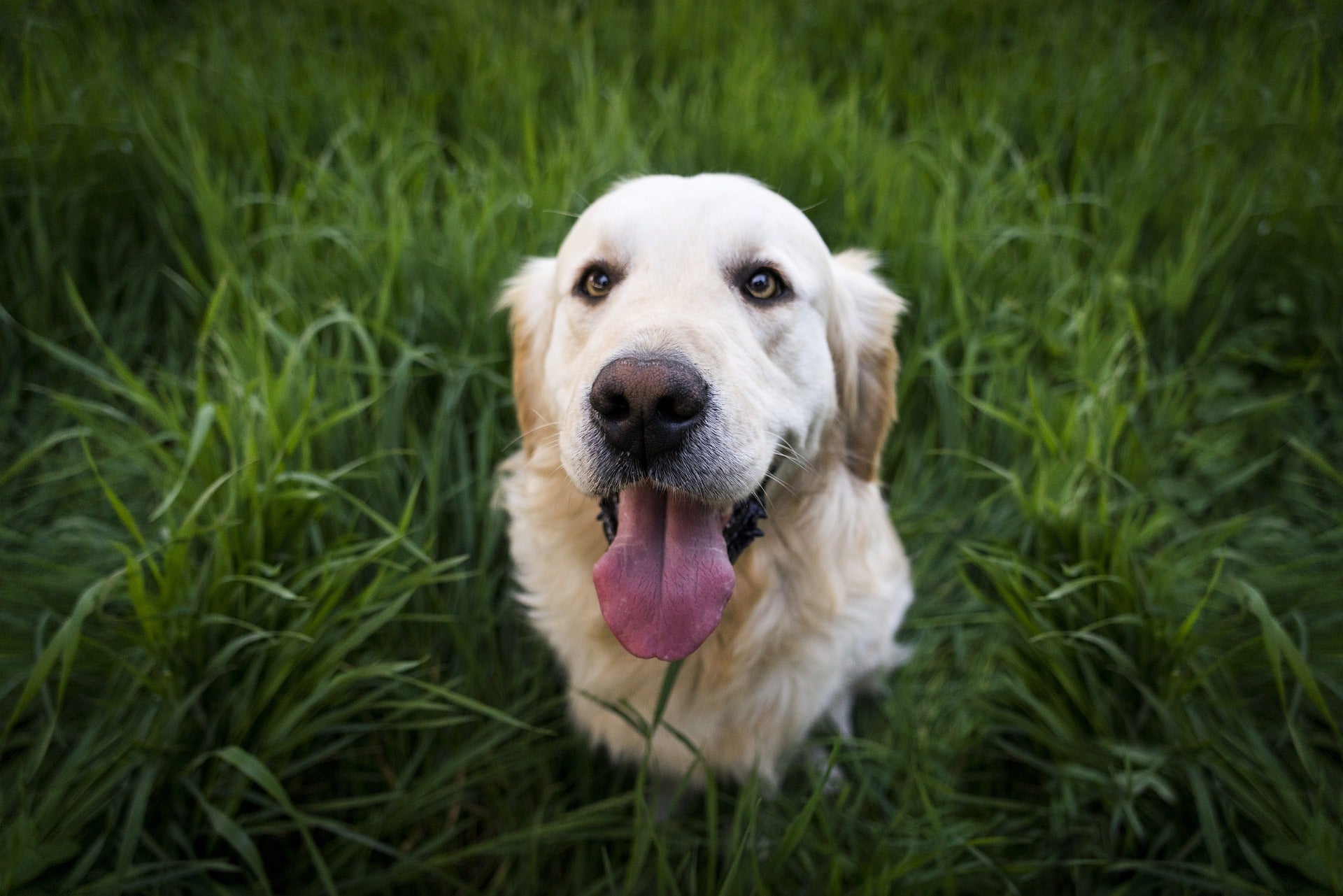A golden retriever sits in tall green grass, looking up at the camera with its mouth open and tongue out, appearing happy and relaxed