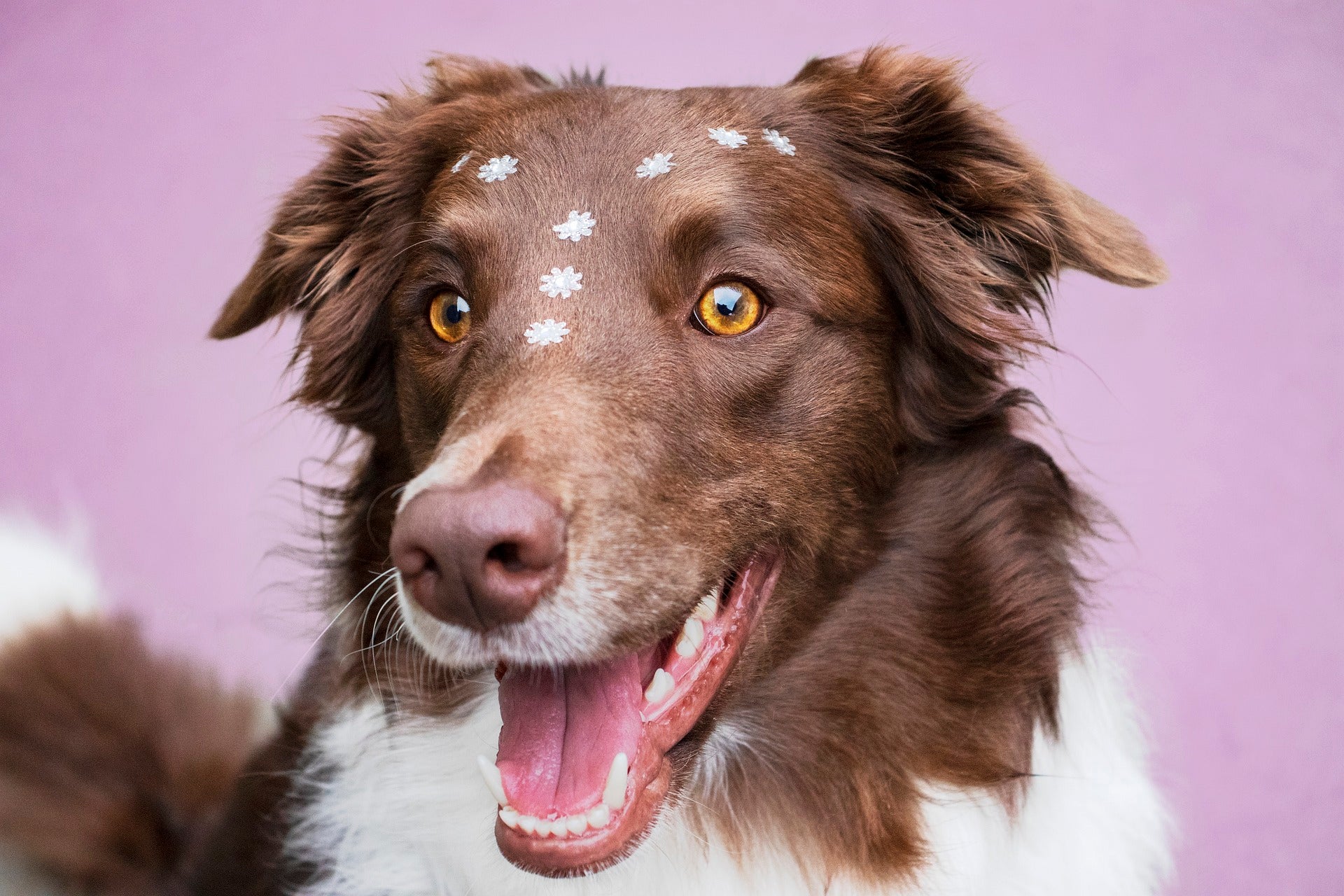 A brown and white dog with golden eyes sits against a pink background, wearing small white flower stickers arranged in a pattern on its forehead, with its mouth open in a happy expression.