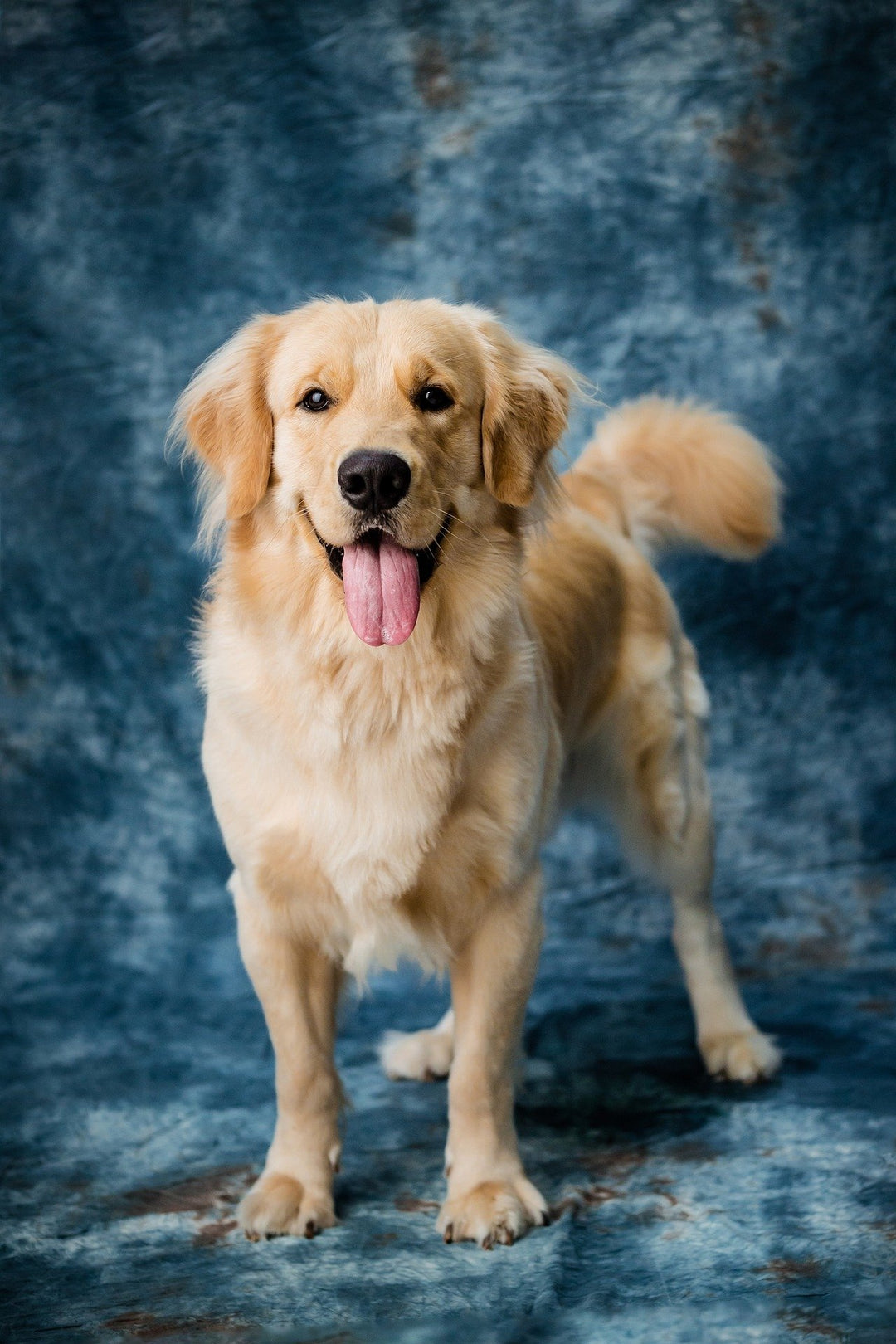 A golden dog with tough out on a blue studio background