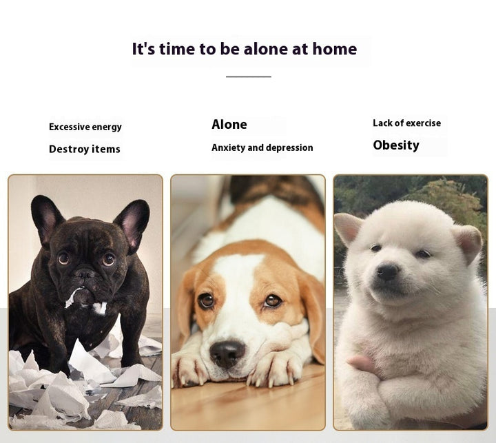 Image of dogs lack of exercise