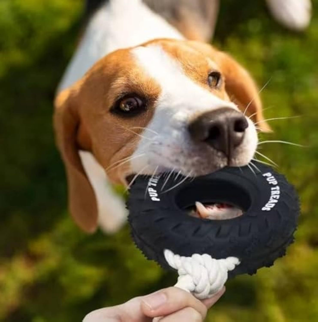 Dog playing with a black rubber toy with a rope, outdoors on grass.